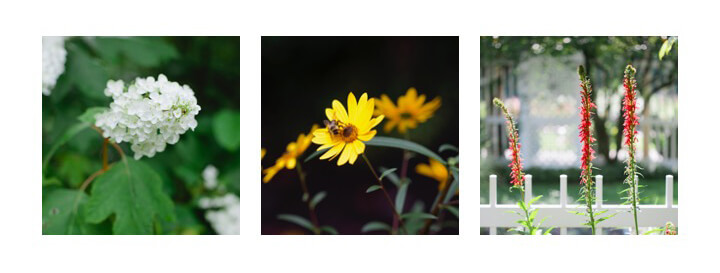 Native bees on flowers