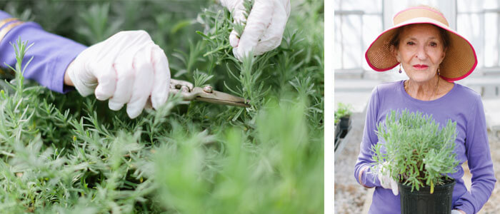 Carol Payne holds a gallon-size pot of sweet lavender