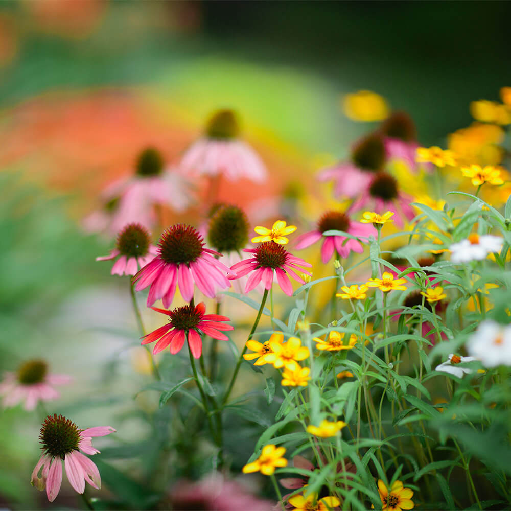 programs-events-birmingham-botanical-gardens