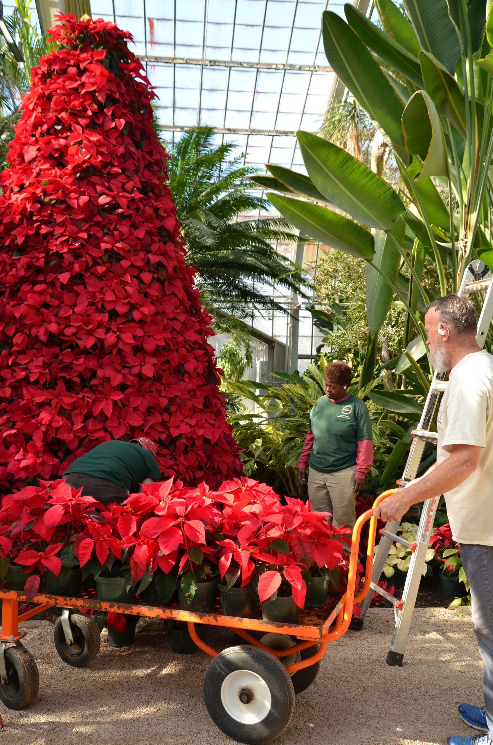 poinsettia tree