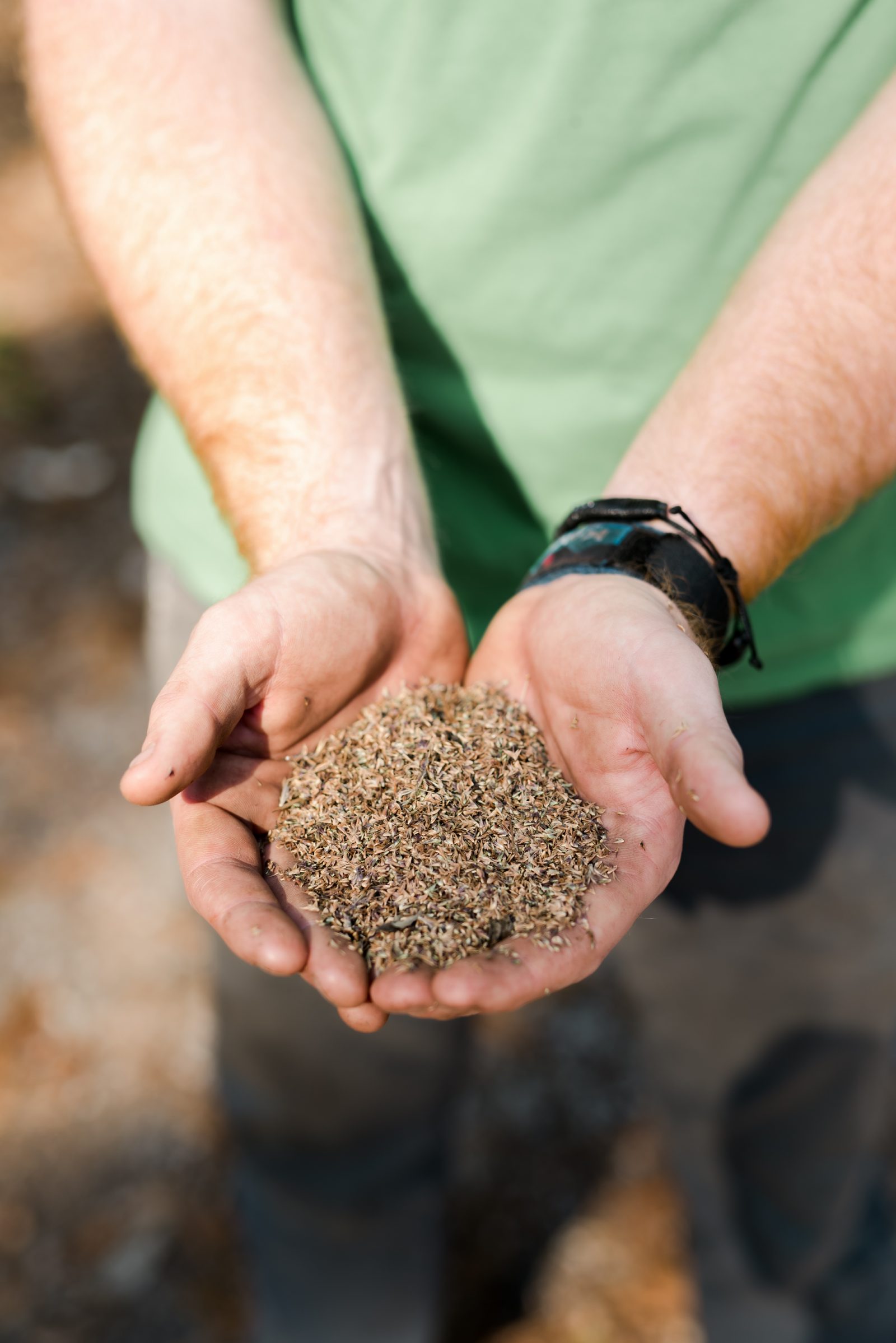 Sprouting hope: Mountain Rose Herbs launches seed stewardship