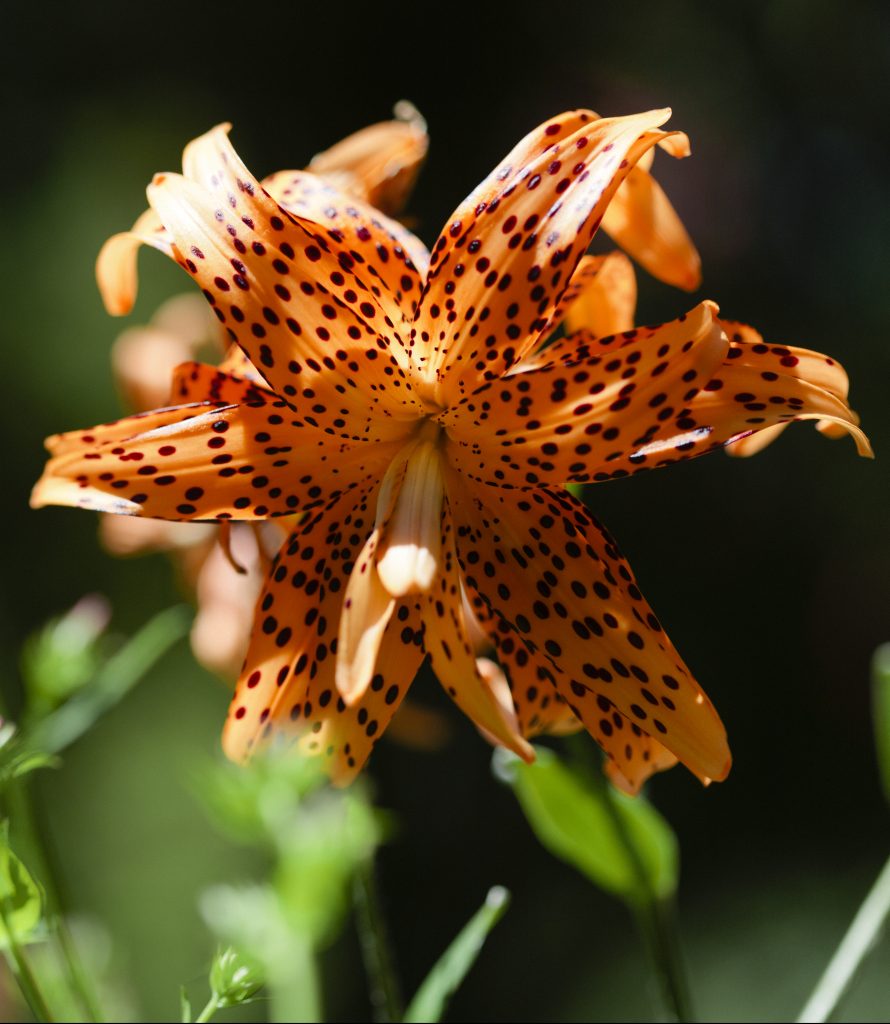 around-the-gardens-summer-is-for-lilies-birmingham-botanical-gardens