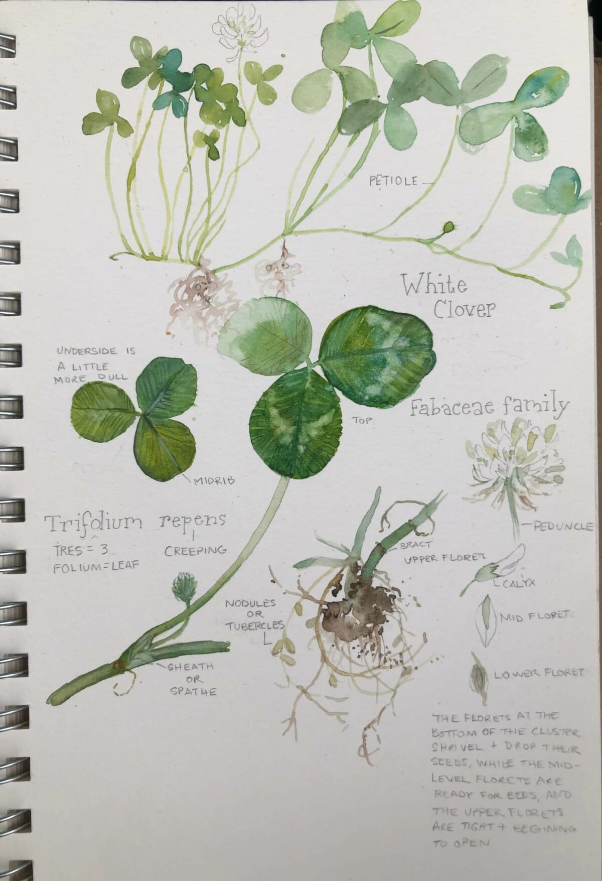 programs-events-birmingham-botanical-gardens