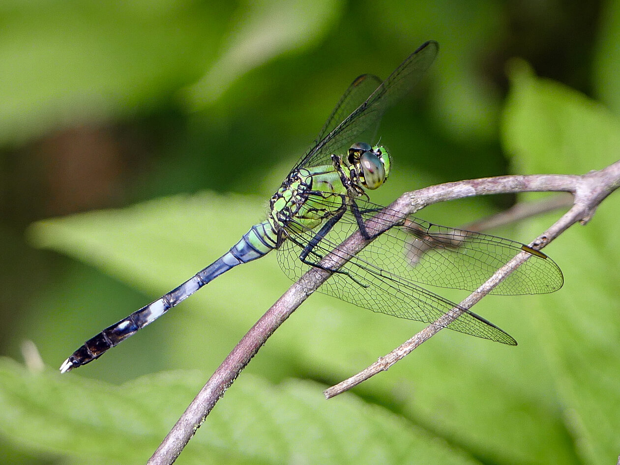 Dragons and Damsels in the Gardens at Birmingham Botanical Gardens