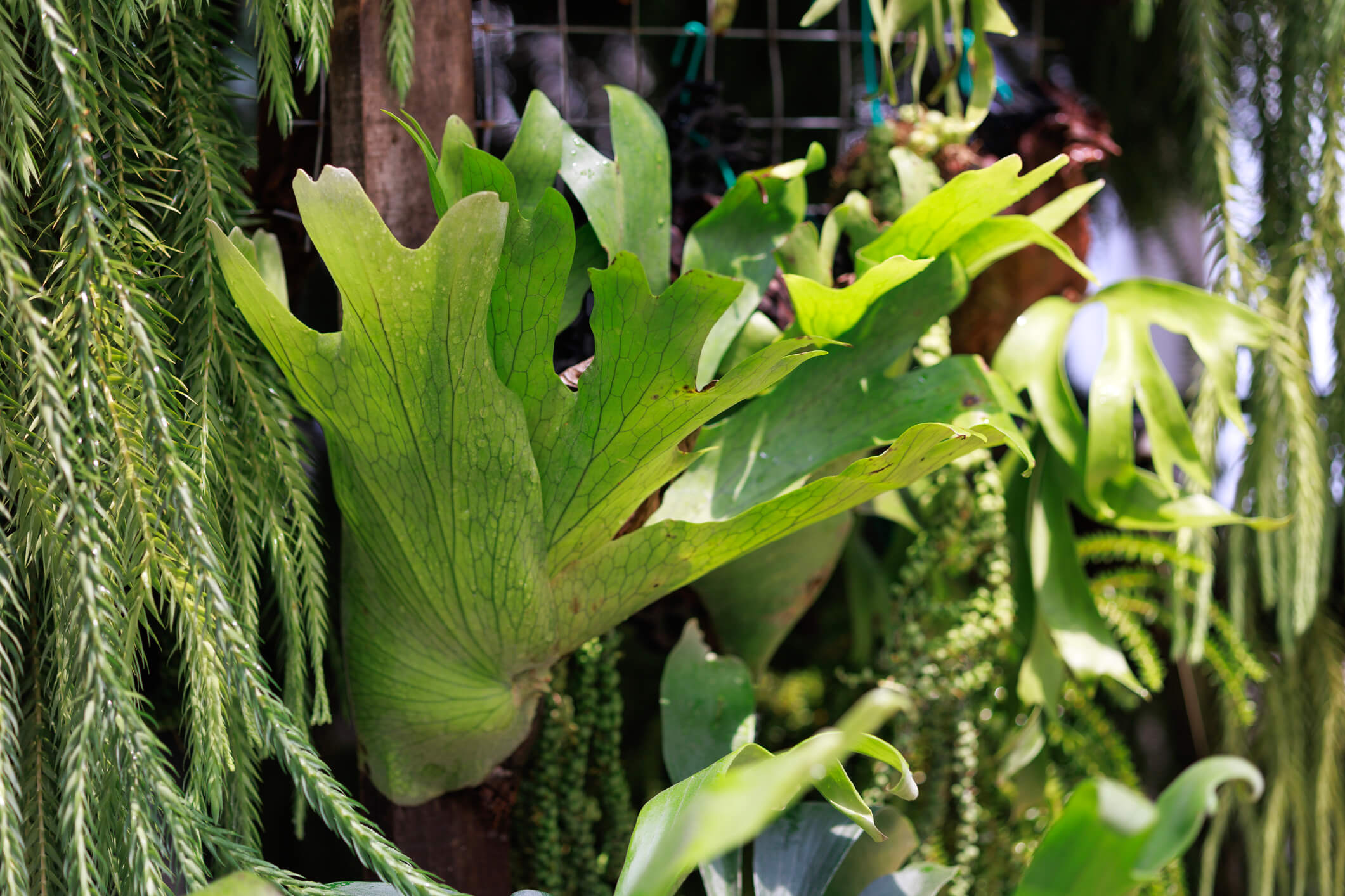 Staghorn Fern Mounting Basics at Birmingham Botanical Gardens